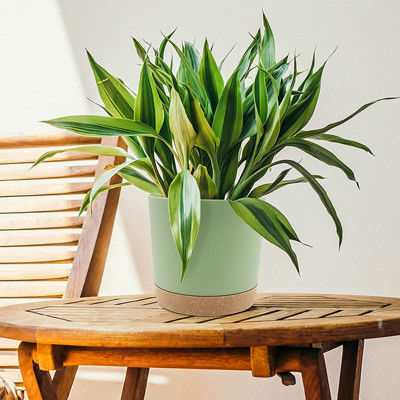 排水の穴および取り外し可能な基盤が付いている屋内プラスチック緑植物の鍋